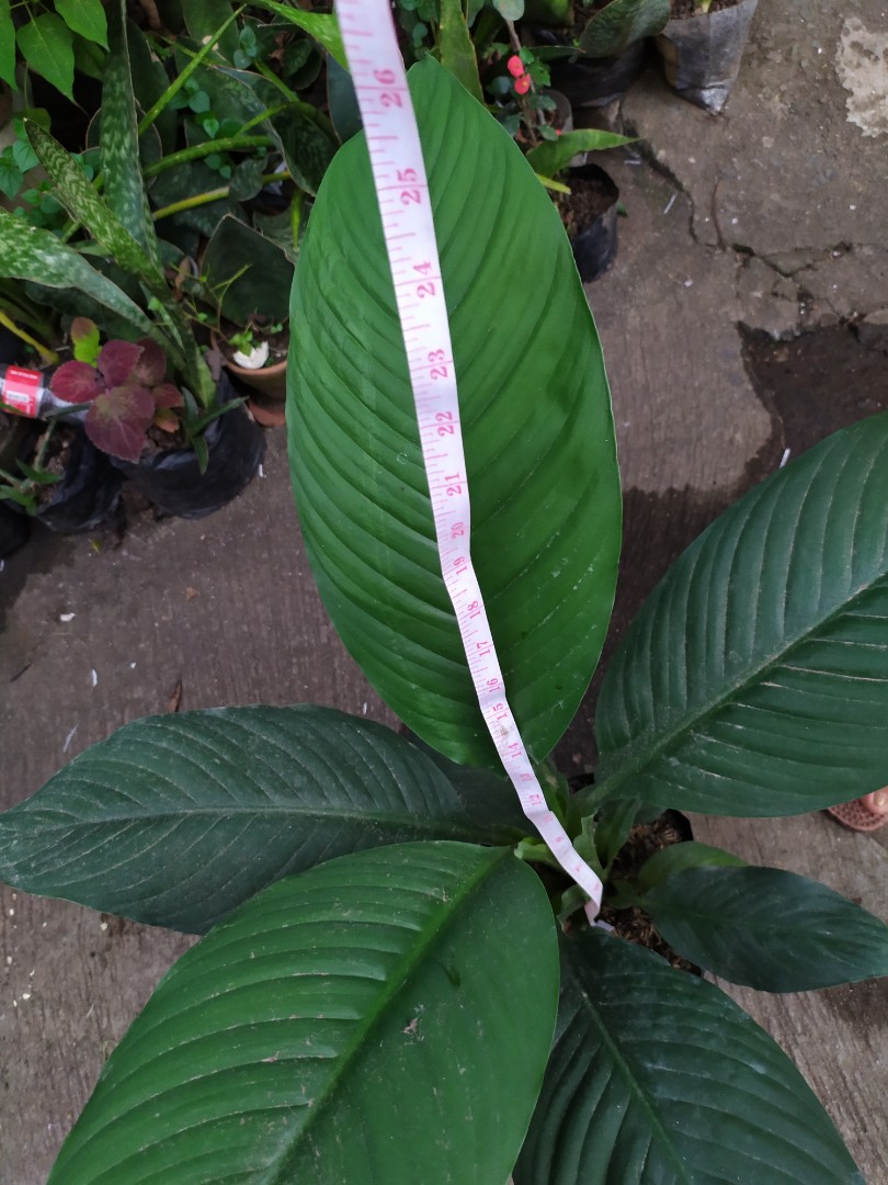 Spathiphyllum Sensation Plant (GIANT), Furniture & Home Living