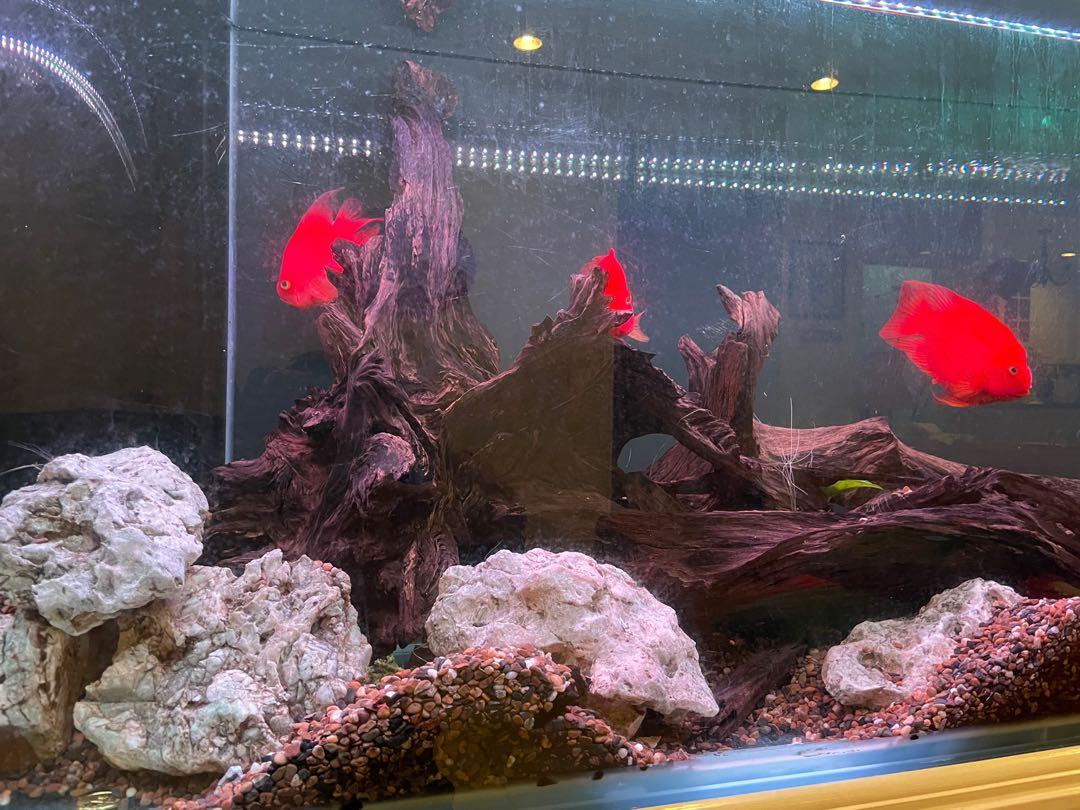 6ft deals aquarium light