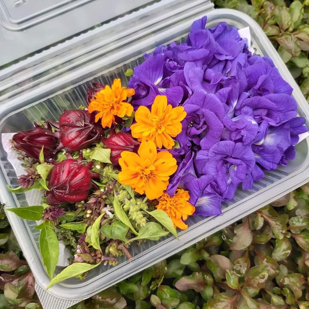 鸚鵡食用花野菜 寵物用品 寵物食品 Carousell