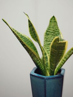 （分類：）位於 。 由 cw.wu 提交（商品編號 1124297168，圖片 1）。簡介： 。