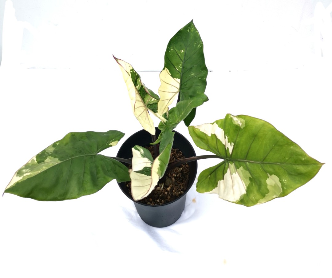 alocasia black stem variegated, Furniture & Home Living, Gardening