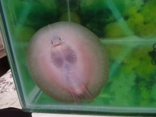 (Category: ) located in . Submitted by discusfishes (Listing ID 1124320614, Image 1). Description: .