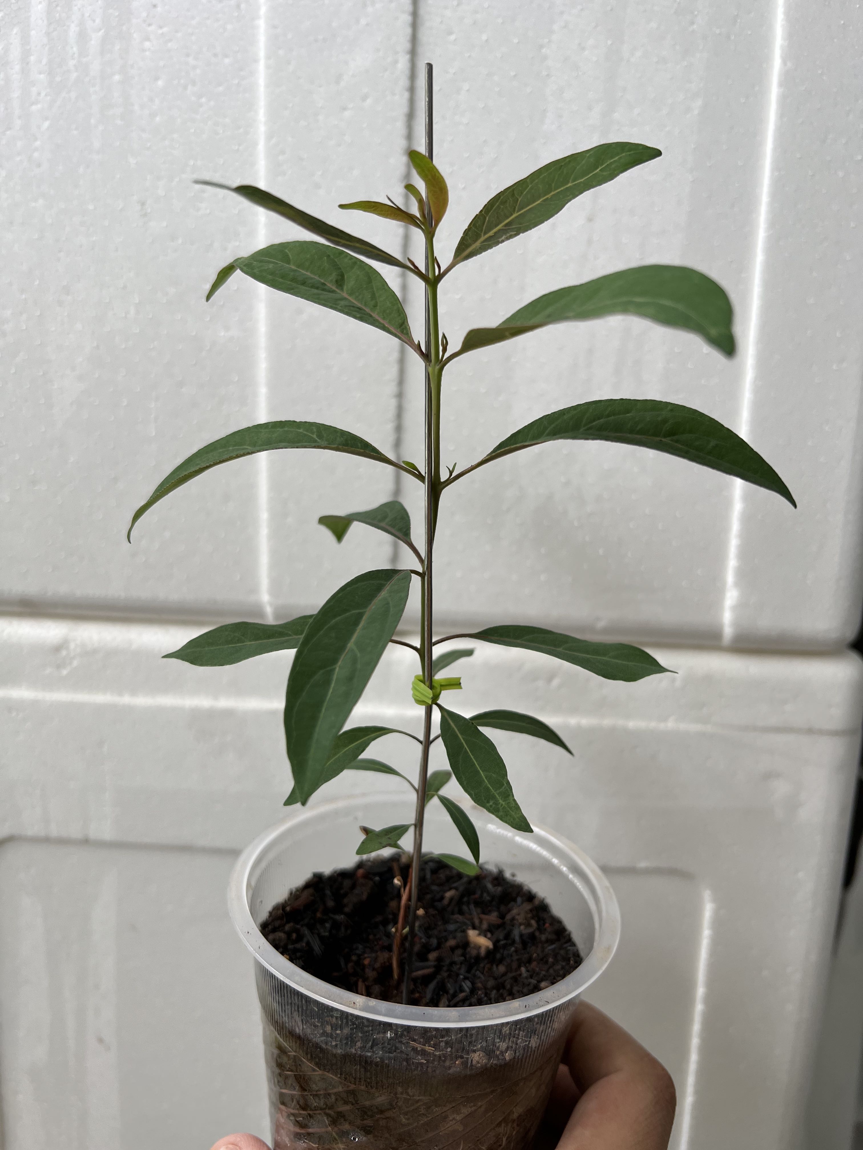 Rainbow Eucalyptus deglupta, Furniture & Home Living, Gardening, Plants