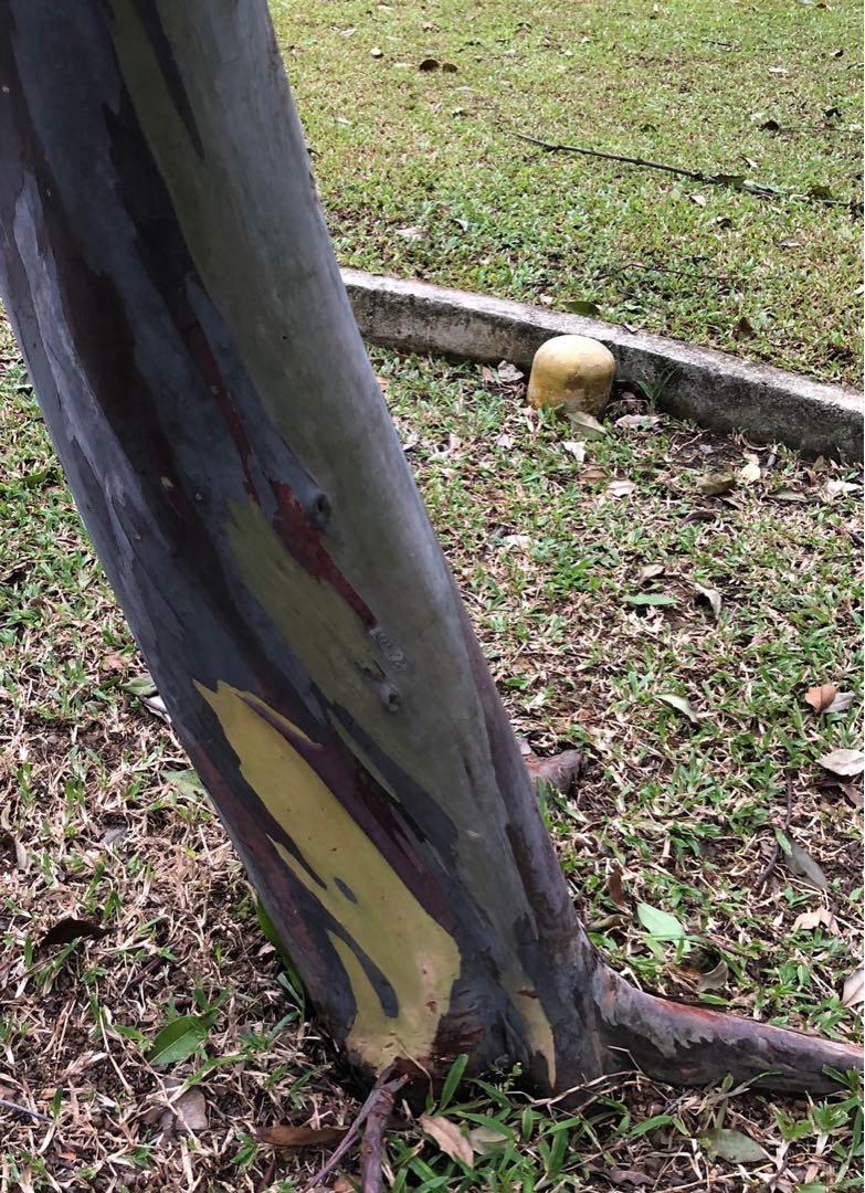 Rainbow Eucalyptus deglupta, Furniture & Home Living, Gardening, Plants