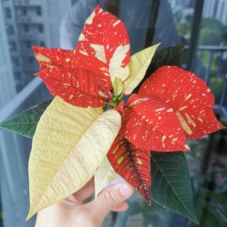(Category: ) located in . Submitted by colorfulrosette (Listing ID 1124169742, Image 1). Description: .