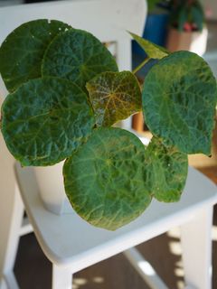 （分類：）位於 。 由 cw.wu 提交（商品編號 1124427660，圖片 1）。簡介： 。