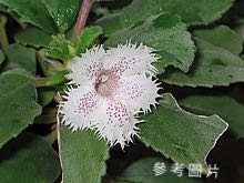 （分類：）位於 。 由 plantcific 提交（商品編號 1124355799，圖片 1）。簡介： 。