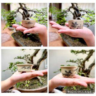 Collection of “Mame” micro bonsai pot from Japan