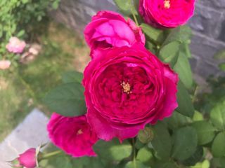 (Category: ) located in . Submitted by salad (Listing ID 1123399969, Image 1). Description: .