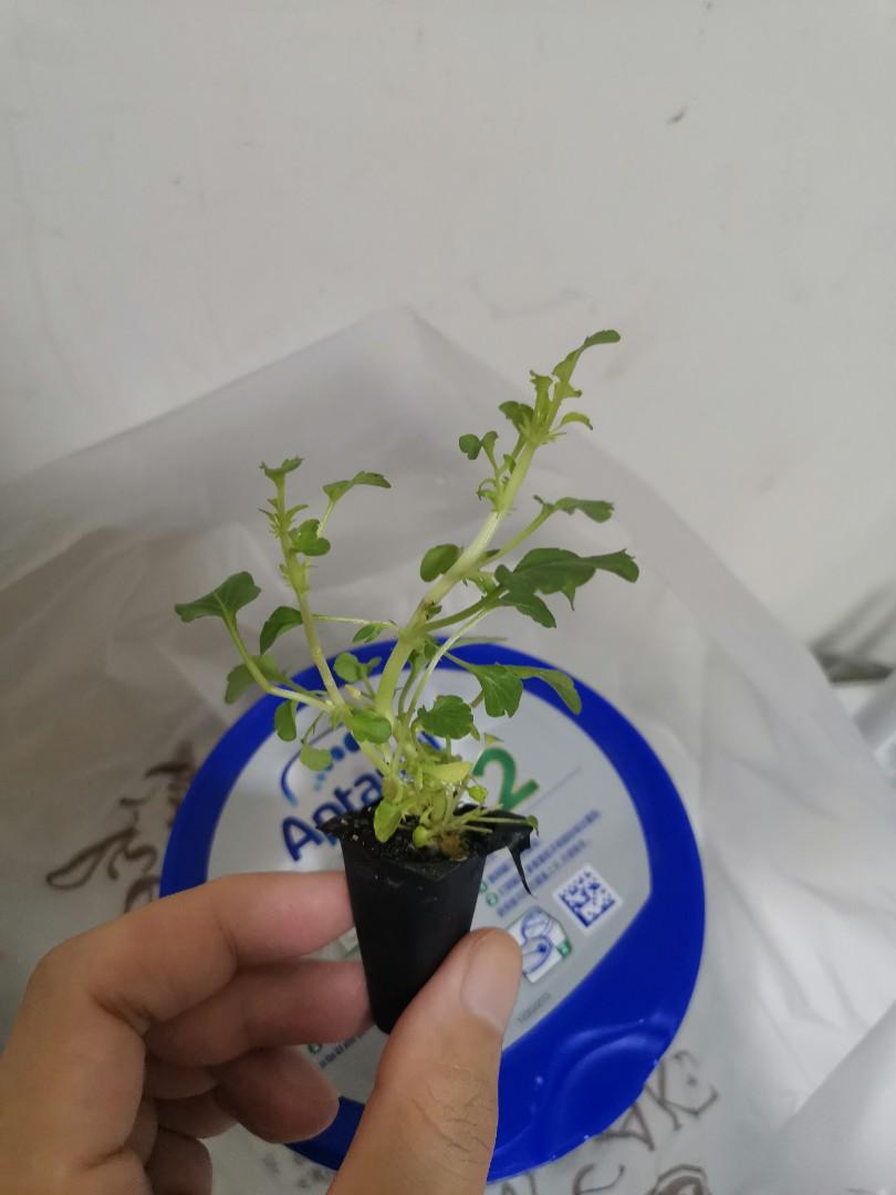 三色堇花苗幼稚園花 5葉以上大苗可出售 其他 其他 Carousell