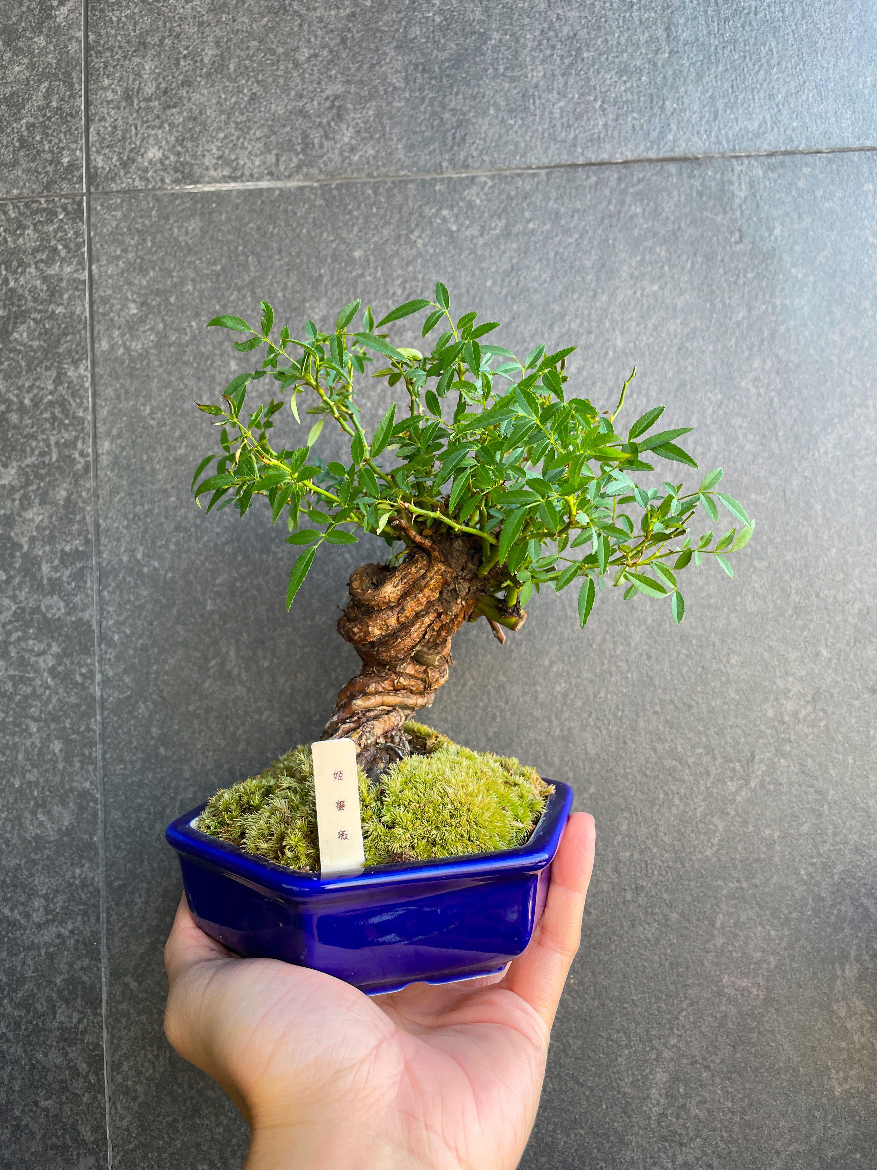 日本姬薔薇四季開花 盆景多肉植物塊根植物盆栽on Carousell