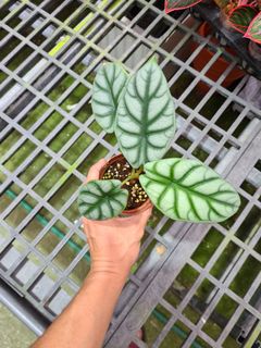 (Category: ) located in . Submitted by hortiman (Listing ID 1124587242, Image 1). Description: .