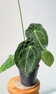 Anthurium Forgetti -SHOWPIECE 