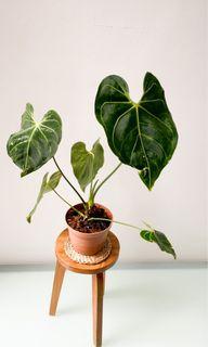 Anthurium Regale