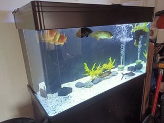 (Category: ) located in . Submitted by zig_zagger (Listing ID 1124609585, Image 1). Description: .