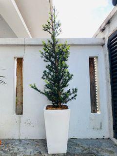 Happiness tree
