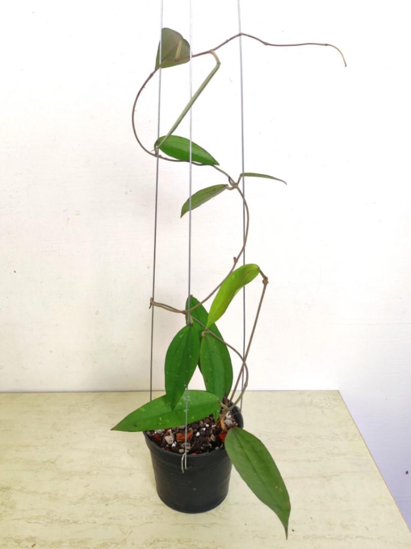 Hoya Rindu Rafflesia, Furniture & Home Living, Gardening, Plants ...