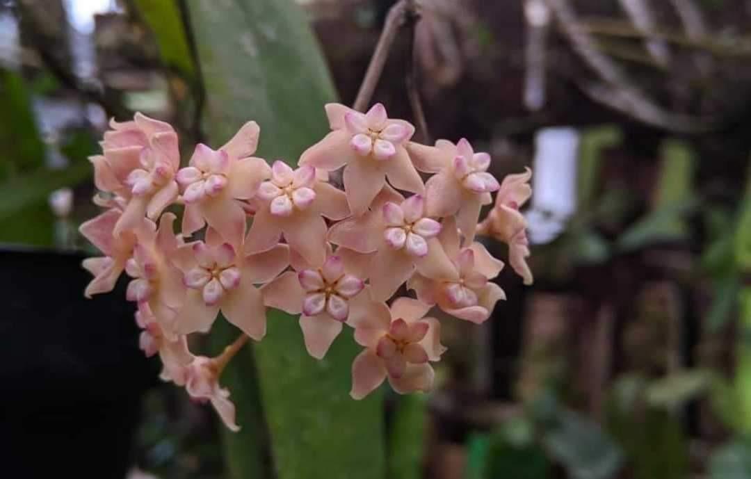 Hoya Rindu Rafflesia, Furniture & Home Living, Gardening, Plants ...