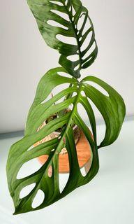 Monstera Esqueleto