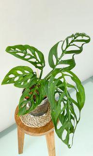 Monstera Esqueleto -SHOWPIECE