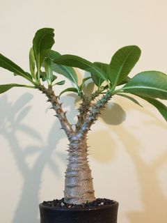 （分類：）位於 。 由 ccshing109 提交（商品編號 1124712696，圖片 1）。簡介： 。