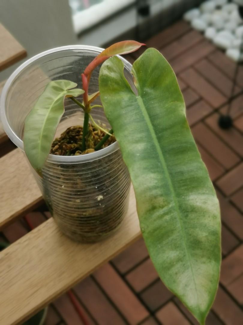 Philodendron Atabapoense Home Furniture Gardening On Carousell