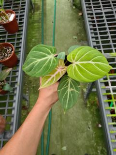(Category: ) located in . Submitted by hortiman (Listing ID 1124584233, Image 1). Description: .