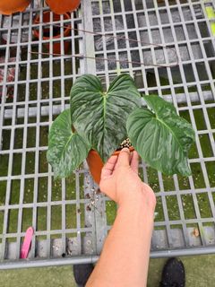 (Category: ) located in . Submitted by hortiman (Listing ID 1124554774, Image 1). Description: .