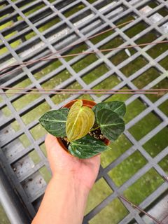 (Category: ) located in . Submitted by hortiman (Listing ID 1124545349, Image 1). Description: .