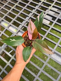 (Category: ) located in . Submitted by hortiman (Listing ID 1124534653, Image 1). Description: .