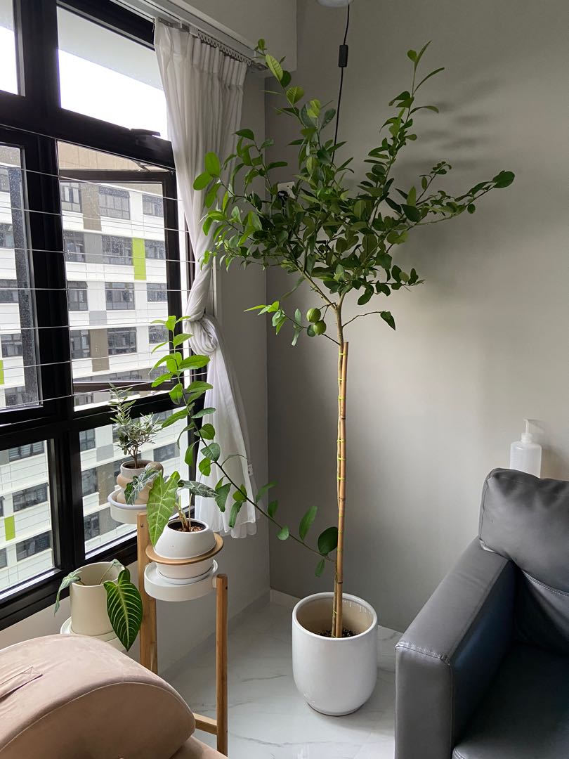 1.9m Tall Citrus Lemon Tree Plant from TheNursery.sg Comes with Ceramic