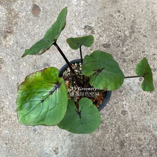 (Category: ) located in . Submitted by vvgreenery (Listing ID 1124560478, Image 1). Description: .