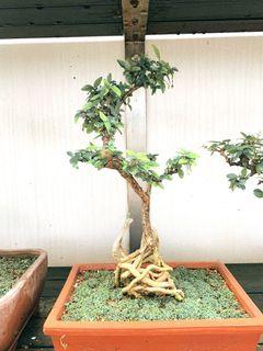 Affordable Shuimei Bonsai For Sale Carousell Singapore