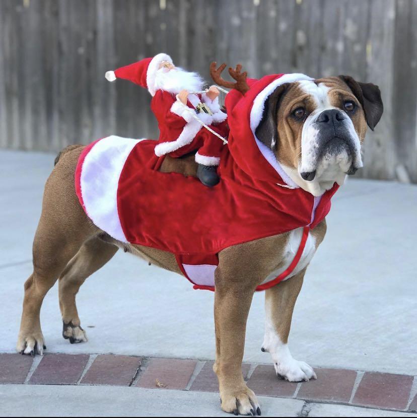 Christmas top dog suit