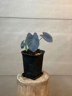 （分類：）位於 。 由 lostinaroid 提交（商品編號 1129060039，圖片 1）。簡介： 。