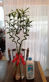 (Category: ) located in . Submitted by mama_chong (Listing ID 1128987466, Image 1). Description: .