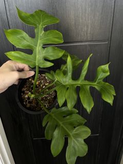(Category: ) located in . Submitted by potfoliage (Listing ID 1128958284, Image 1). Description: .