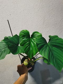 (Category: ) located in . Submitted by plantsoasis (Listing ID 1129020015, Image 1). Description: .