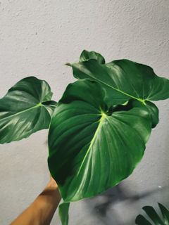 (Category: ) located in . Submitted by plantsoasis (Listing ID 1129021619, Image 1). Description: .