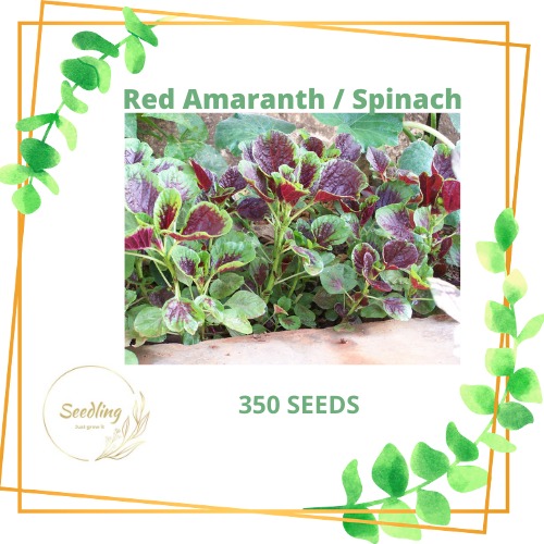 red spinach seeds