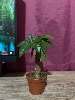 Bonsai Money Tree (Desktop/Coffee Table Plant)