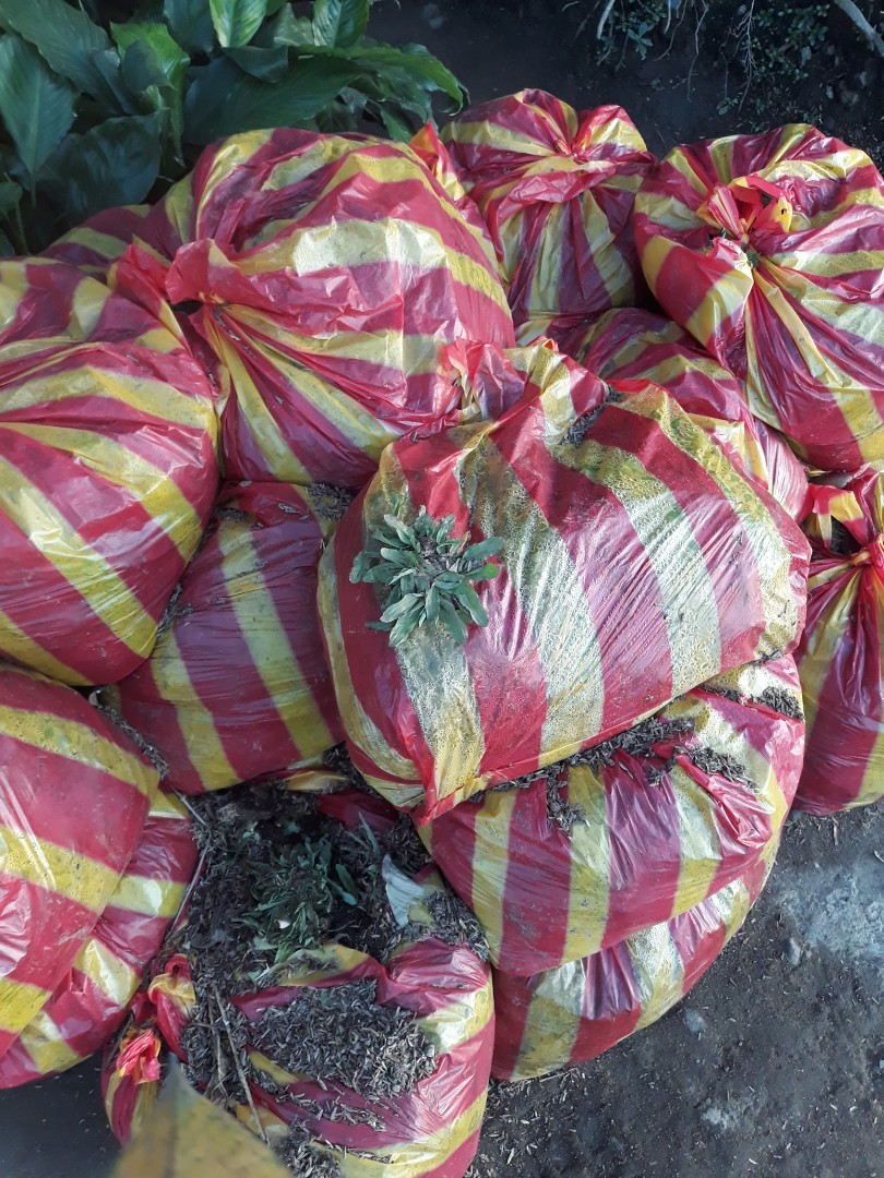 Frog grass, Furniture & Home Living, Gardening, Plants & Seeds on Carousell