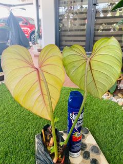 (Category: ) located in . Submitted by kebun_omma (Listing ID 1130660169, Image 1). Description: .