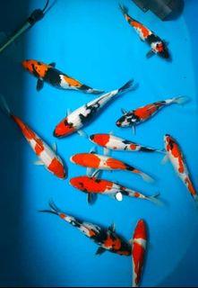 koi Jenis Gosanke size 25 - 28 cm kualitas B +