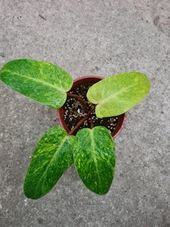 (Category: ) located in . Submitted by hortiman (Listing ID 1130723986, Image 1). Description: .
