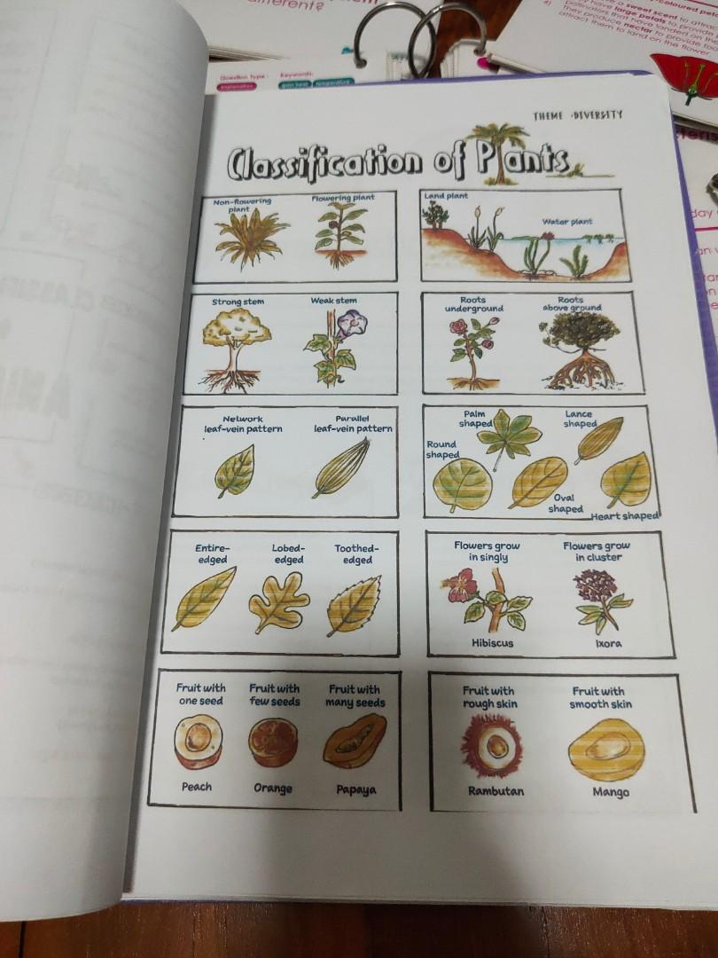 Science flash cards, Hobbies &amp; Toys, Books &amp; Magazines, Assessment ...