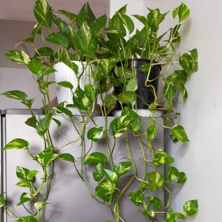 (Category: ) located in . Submitted by plantwithbee (Listing ID 1130649784, Image 1). Description: .