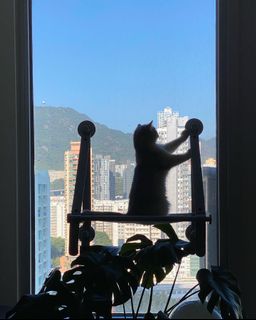 （分類：）位於 。 由 yan741862 提交（商品編號 1130895821，圖片 1）。簡介： 。