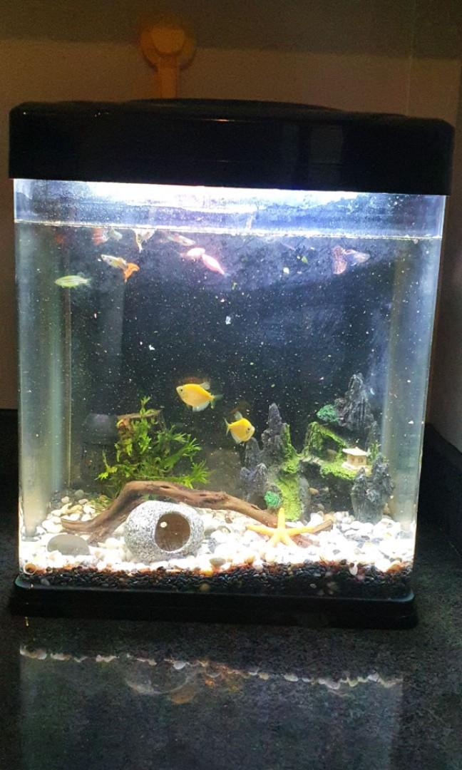 54 Dekorasi Aquarium Boyu HD