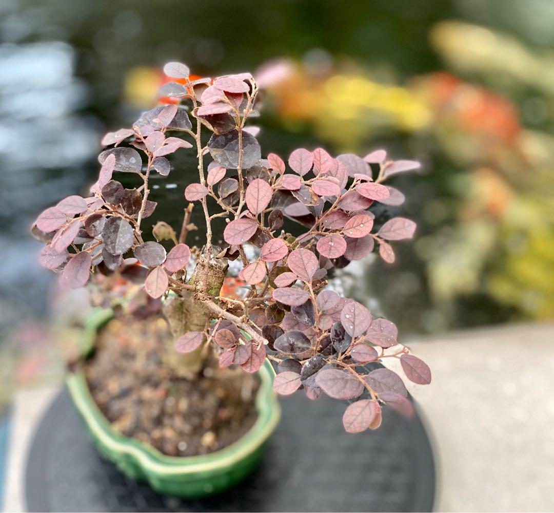 Chinese Fridge Flower Bonsai (loropetalum chinense)., Furniture & Home